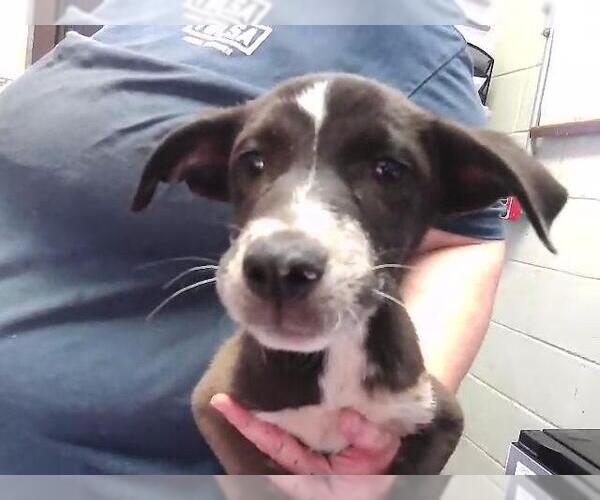 Medium Photo #1 Mutt Puppy For Sale in Tulsa, OK, USA