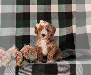 Cavapoo Puppy for sale in NEW HOLLAND, PA, USA