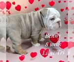 Puppy Benny English Bulldog