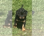Small #7 Rottweiler