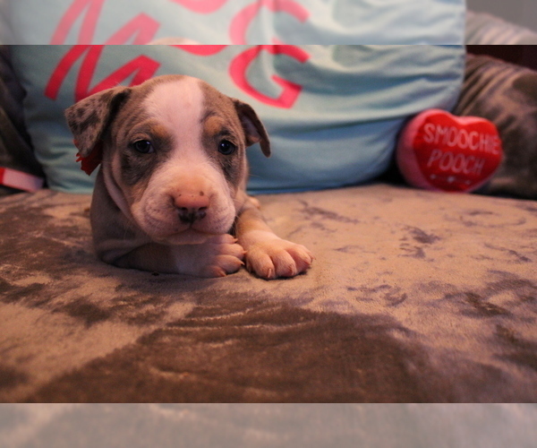 Full screen Photo #2 American Bully Puppy For Sale in NORWALK, CT, USA