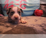 Small Photo #2 American Bully Puppy For Sale in NORWALK, CT, USA