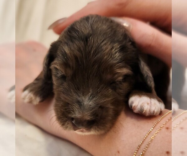 Medium Photo #2 F2 Aussiedoodle Puppy For Sale in COLUMBIA, TN, USA