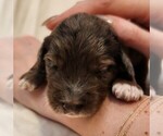 Small #1 F2 Aussiedoodle