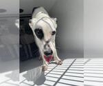 Small Whippet Mix