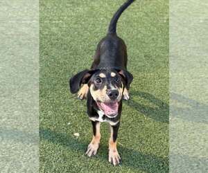 PRUE - Female Mutt Dog for Adoption - Photo #4