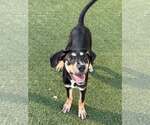 Small Photo #4 Mutt Puppy For Sale in Woodbury, NY, USA