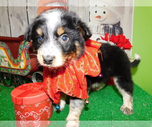 Australian Cattle Dog Puppy for sale in HAMMOND, IN, USA