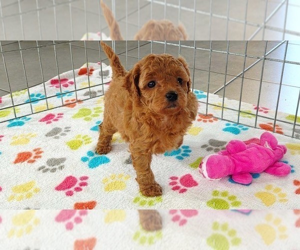 Medium Photo #9 Cavapoo mix (+ Poodle Miniature) Puppy For Sale in ORO VALLEY, AZ, USA