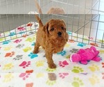 Small #8 Cavapoo mix (+ Poodle Miniature)
