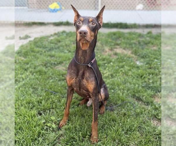 Medium Photo #1 Doberman Pinscher Puppy For Sale in Modesto, CA, USA