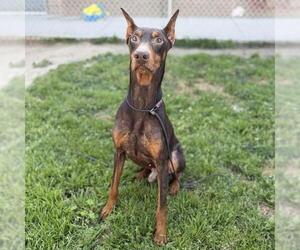 Doberman Pinscher Dogs for adoption in Modesto, CA, USA