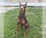 Small Doberman Pinscher