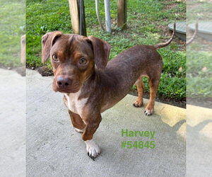 Harvey * Adopt or Foster* - Male Dachshund-Unknown Mix Dog for Adoption - Photo #2