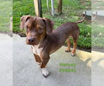 Small Photo #2 Dachshund-Unknown Mix Puppy For Sale in Fairfax, VA, USA