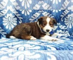 Small Photo #4 Shetland Sheepdog Puppy For Sale in LANCASTER, PA, USA