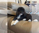 Small #3 Poodle (Toy)