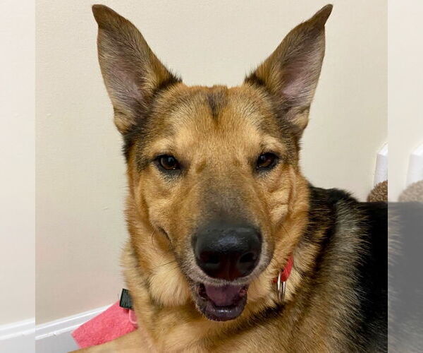 Medium Photo #1 German Shepherd Dog-Unknown Mix Puppy For Sale in Canton, CT, USA