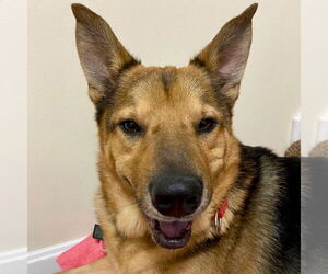 German Shepherd Dog-Unknown Mix Dogs for adoption in Canton, CT, USA