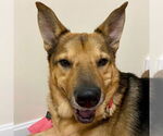 Small German Shepherd Dog Mix