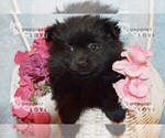 Small #11 Pomeranian
