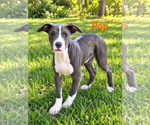 Pop - Male American Pit Bull Terrier-Unknown Mix Dog for Adoption - Photo #3