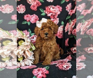 Poodle (Miniature) Puppy for sale in NEW HOLLAND, PA, USA