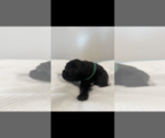 Small Photo #8 Cane Corso Puppy For Sale in MYRTLE BEACH, SC, USA