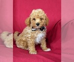 Small Photo #4 Poodle (Miniature) Puppy For Sale in HOLTWOOD, PA, USA