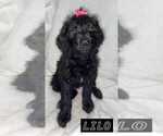 Small Photo #2 Goldendoodle Puppy For Sale in ARTESIA, CA, USA