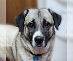Small #7 Anatolian Shepherd Mix