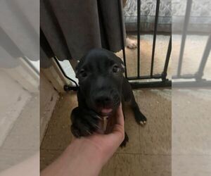 American Staffordshire Terrier Puppy for sale in BRONX, NY, USA