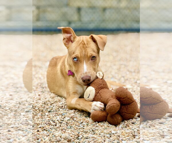 Medium Photo #2 Catahoula Leopard Dog-Unknown Mix Puppy For Sale in West Cornwall, CT, USA