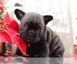 French Bulldog Puppy for sale in CHERRY BROOK, MA, USA