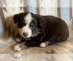 Small #3 Miniature Australian Shepherd