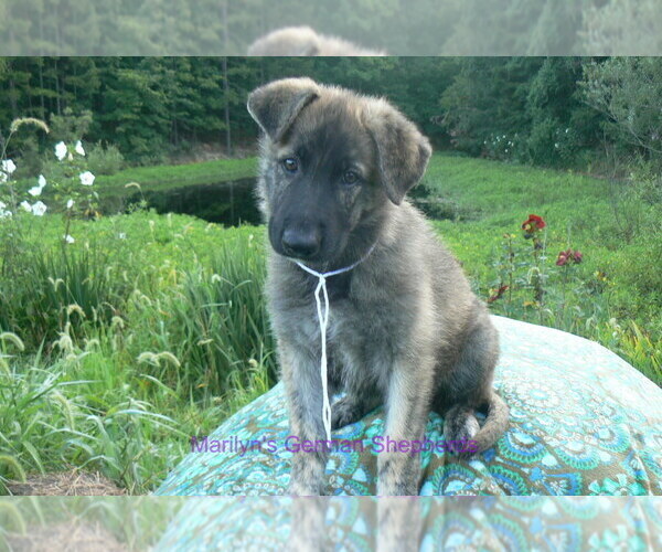 Medium Photo #3 German Shepherd Dog Puppy For Sale in PIEDMONT, MO, USA