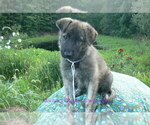 Small #2 German Shepherd Dog