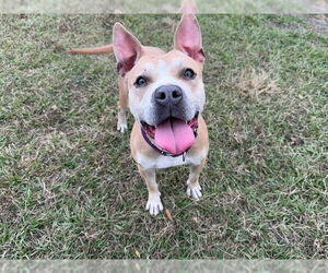 American Pit Bull Terrier Dogs for adoption in Ocala, FL, USA