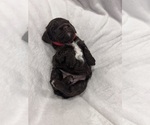 Small Photo #10 Cockapoo (Miniature) Puppy For Sale in BLUE MOUNTAIN, MS, USA