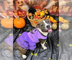 Small Photo #4  Puppy For Sale in , 