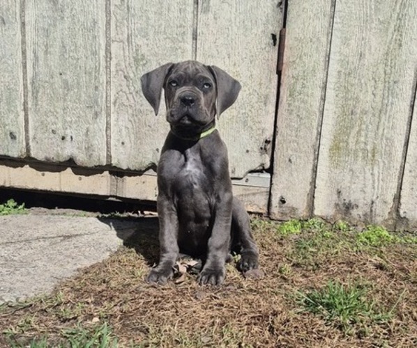 Medium Photo #9 Cane Corso Puppy For Sale in EGG HARBOR TOWNSHIP, NJ, USA