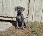 Small Photo #9 Cane Corso Puppy For Sale in EGG HARBOR TOWNSHIP, NJ, USA