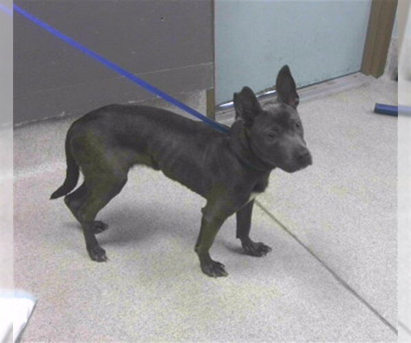 Medium Photo #1 American Staffordshire Terrier-Unknown Mix Puppy For Sale in Tallahassee, FL, USA