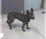 Small American Staffordshire Terrier Mix