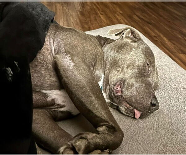 Medium Photo #10 Staffordshire Bull Terrier-Unknown Mix Puppy For Sale in Mount Laurel, NJ, USA