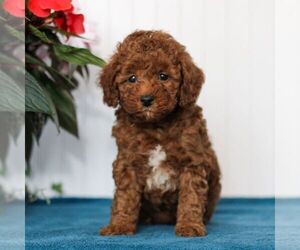 Goldendoodle (Miniature) Puppy for sale in EAST EARL, PA, USA