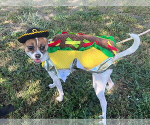 Chihuahua-Unknown Mix Dogs for adoption in Spring Lake, NC, USA