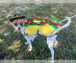 Small Chihuahua Mix