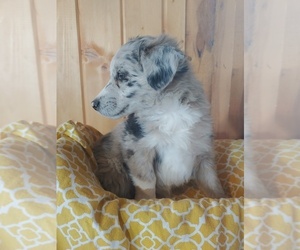 Aussiedoodle Miniature Puppy for sale in CANON CITY, CO, USA
