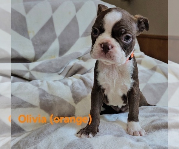 Medium Photo #2 Boston Terrier Puppy For Sale in SALINA, KS, USA